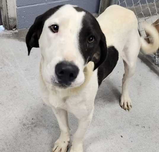 Photo of Pepper (in foster)