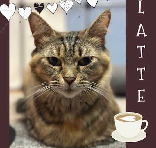 Photo of Latte