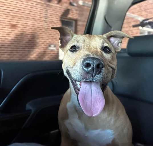 Photo of Shelby