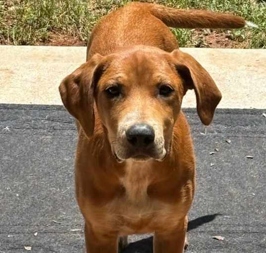 Photo of Oliver