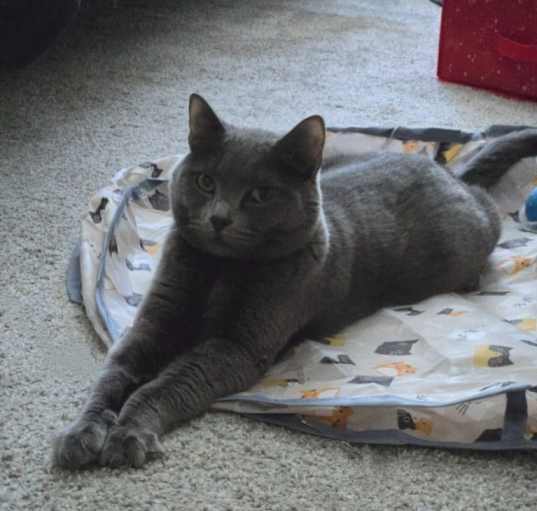 Photo of Misty