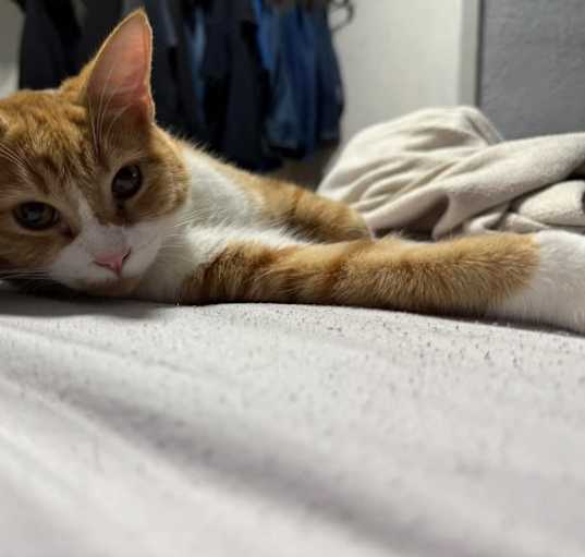 Photo of Taz