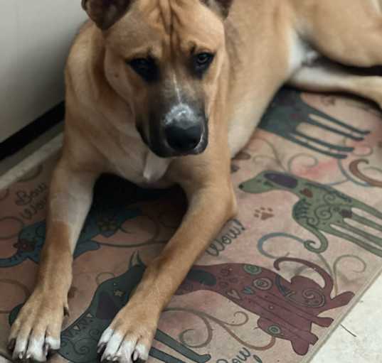 Photo of Dink