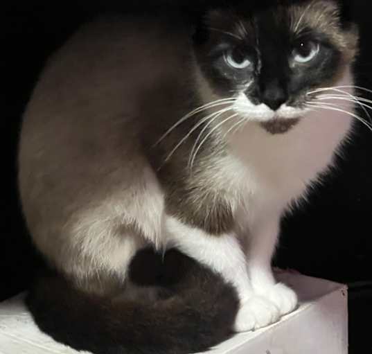Photo of Skye