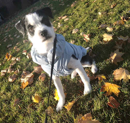Photo of Milo