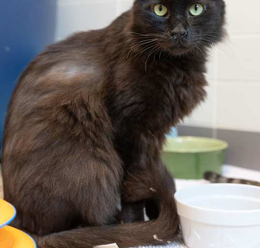 Photo of RAFIKIBOO