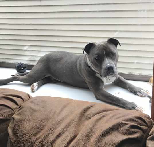 Photo of Dozer