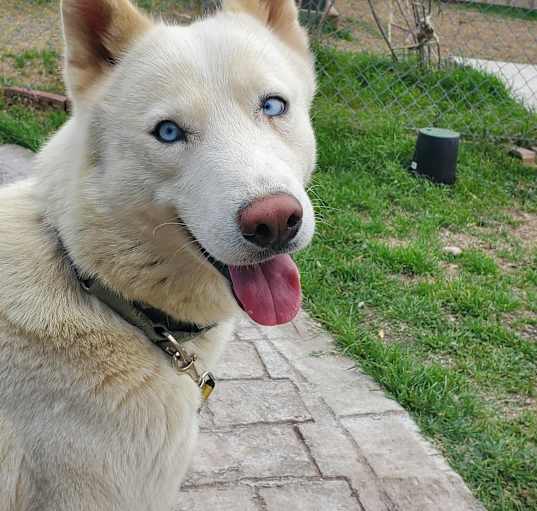 Photo of Jasper