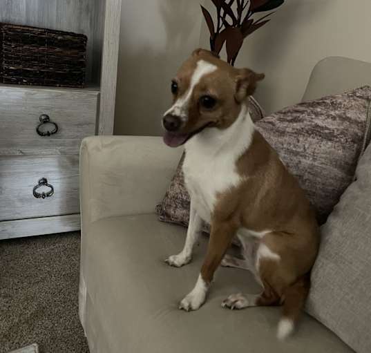 Photo of Coco