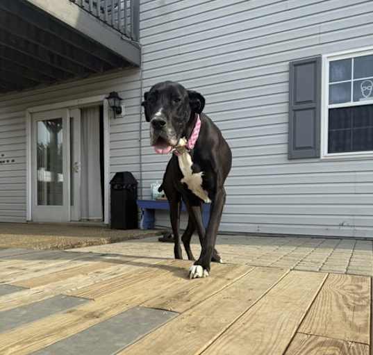 Photo of Paula (AKA Layla)