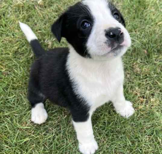 Photo of Indy