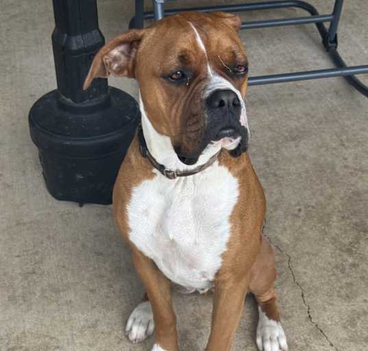 Photo of Rocky