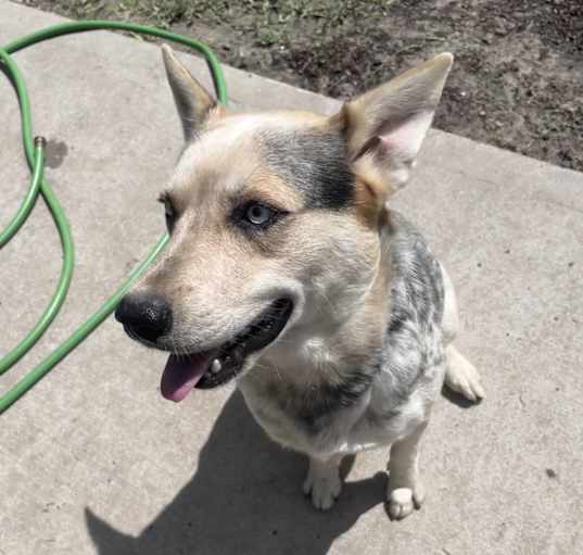 Photo of Blu