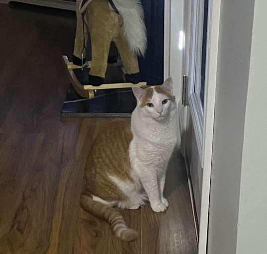 Photo of Pumpkin