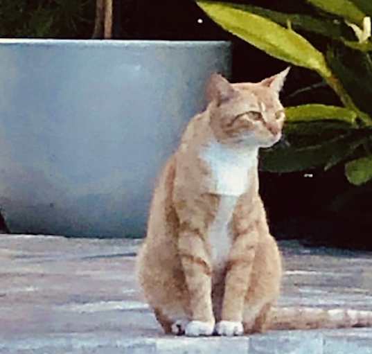 Photo of GINGER
