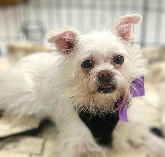 Photo of Bianca