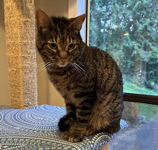 Photo of Mochi