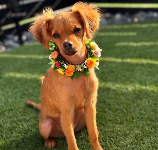 Photo of Bambilina