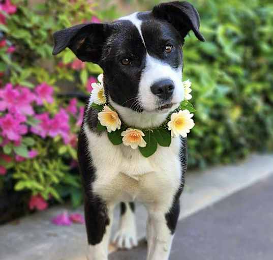 Photo of Tillie