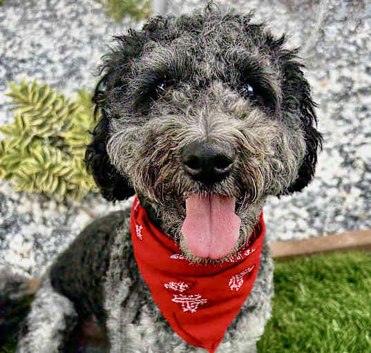 Photo of Oreo