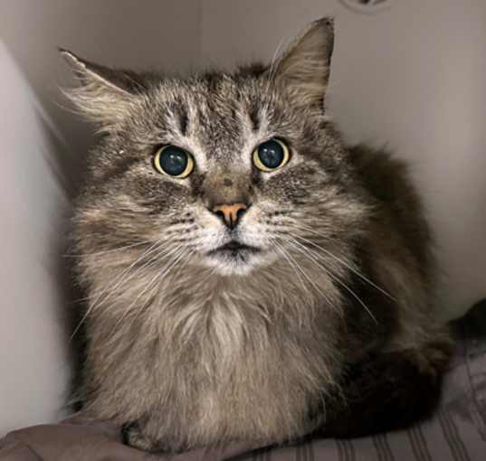 Photo of Jameson