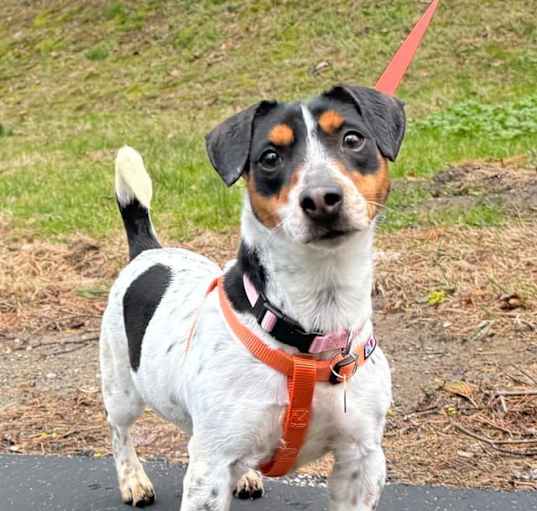 Photo of Daisy