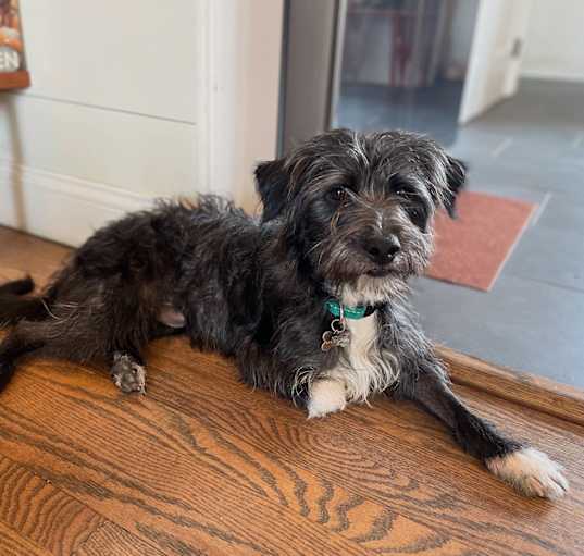 Photo of Scruff