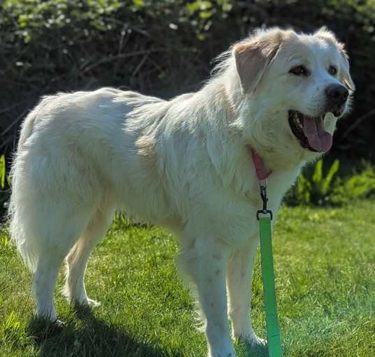 Photo of Daisy