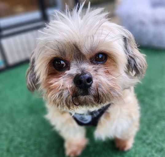 Photo of Papi the Shihtzu sweetheart!