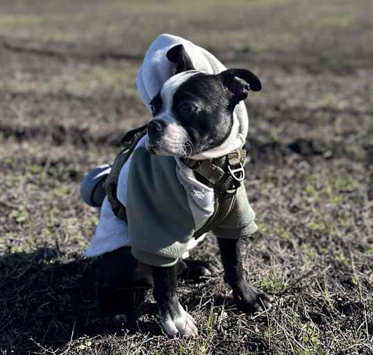 Photo of Atlas