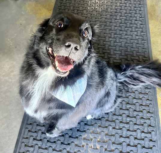 Photo of Onyx