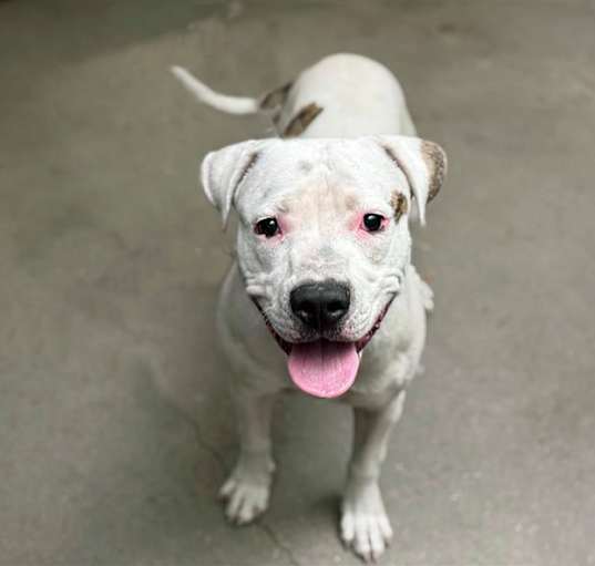 Photo of BUSTER*