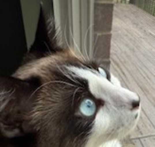 Photo of Bullwinkle