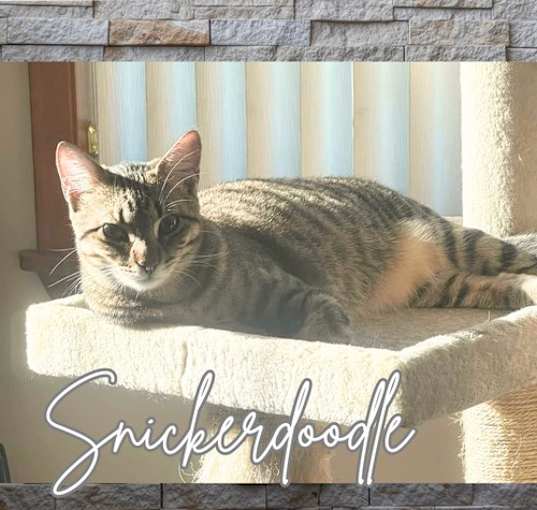 Photo of Snickerdoodles (w/Moonpie)