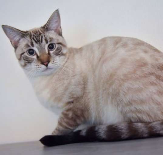 Photo of Goose