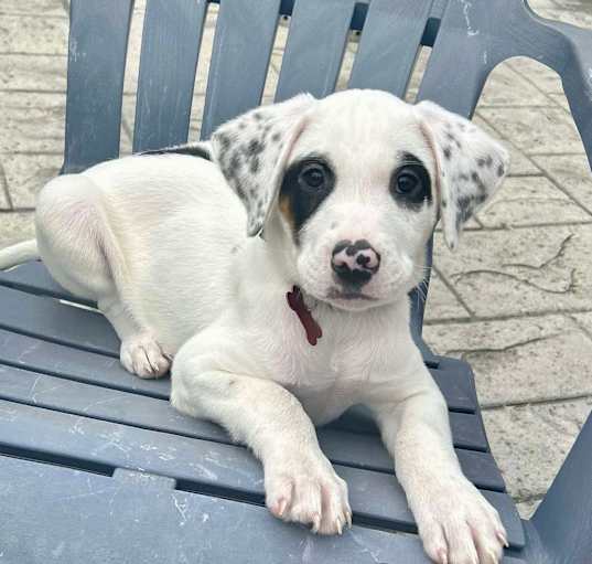Photo of Bandit