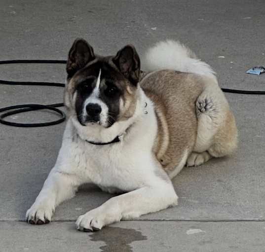 Photo of Lola