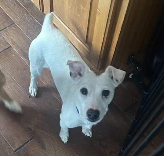 Photo of Bella