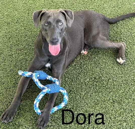 Photo of Dora