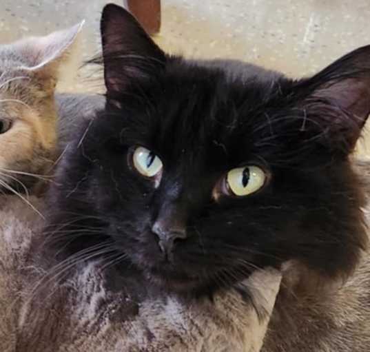 Photo of Mr. Fluffy