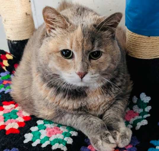 Photo of Fuzzins