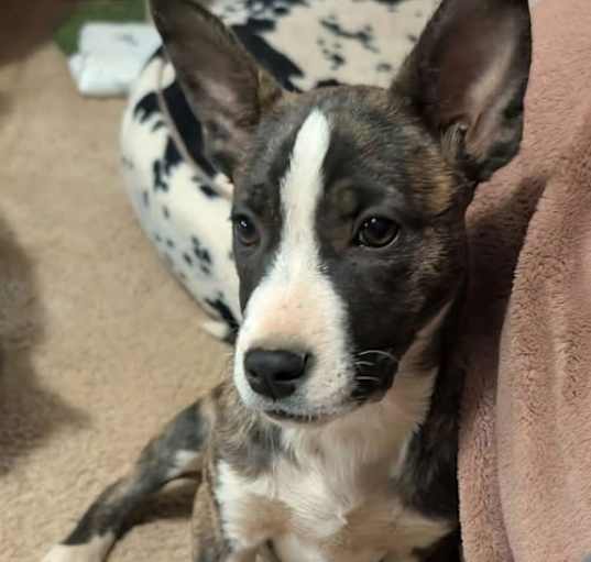 Photo of Lady