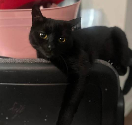 Photo of Roxie