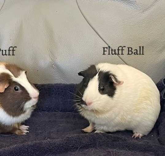 Photo of Fluff Ball and Cocoa Puff