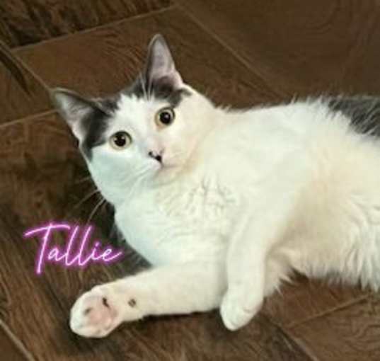 Photo of Tallie #Holstein-cat