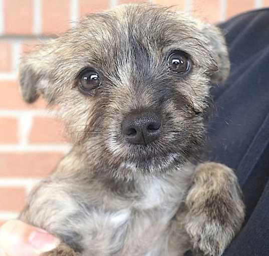 Photo of Cinnamon