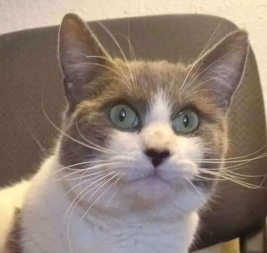 Photo of Luna [CP]