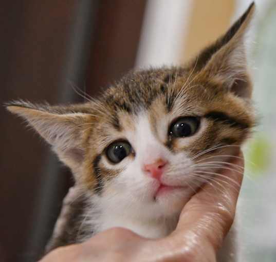 Photo of Tink