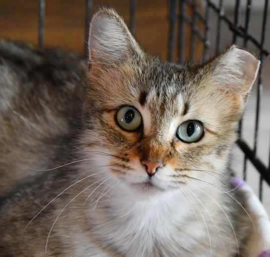 Photo of Stella