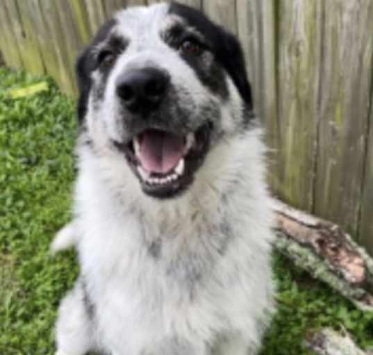 Photo of DEXTER